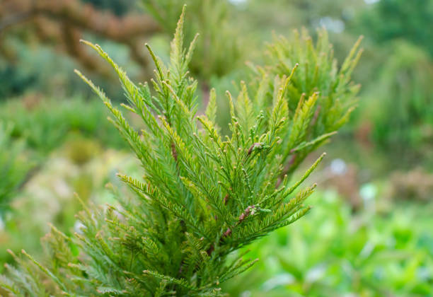 feuillage d’été vert vif d’un petit cyprès des marais à croissance lente (taxodium distichum 'peve minaret') en botanique en pologne, europe. - cypress tree photos photos et images de collection