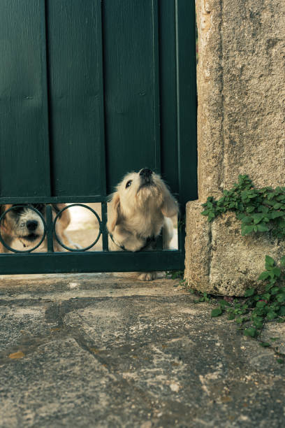 istock Two watchful dogs look under the garden gate. 1434398213