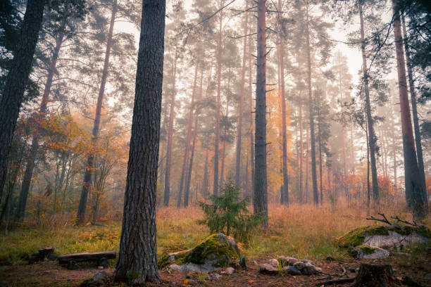 istock Foggy morning in autumn forest 1434399798