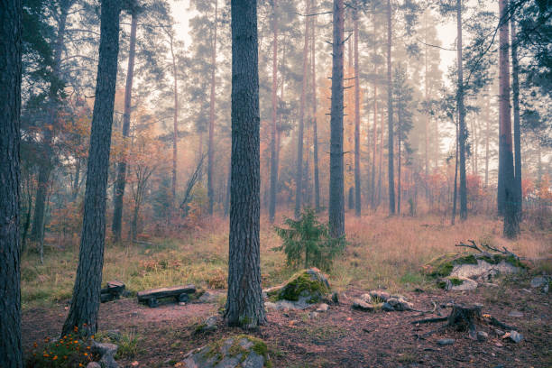 Foggy morning in autumn forest