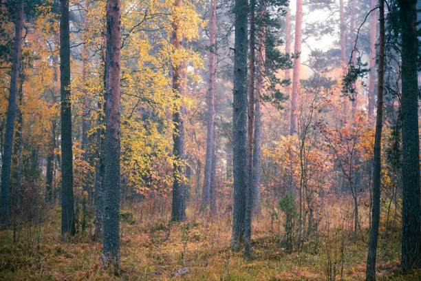 istock Foggy morning in autumn forest 1434399824