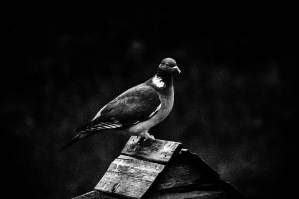 istock Pigeon On A Bird Feeder 1434399928