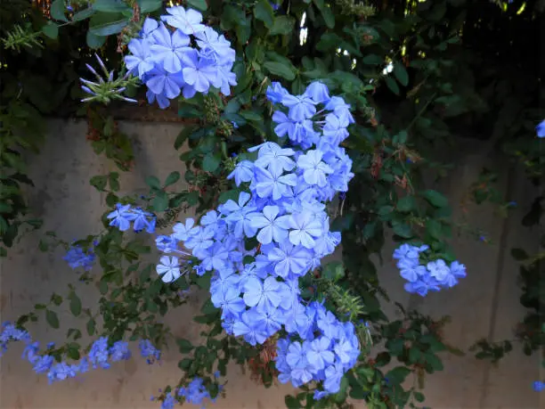 Bouquet of Plumbago Auriculata or Blue Jasmine flowers