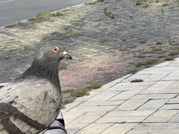 istock Grey city pigeon on the bench 1434401059