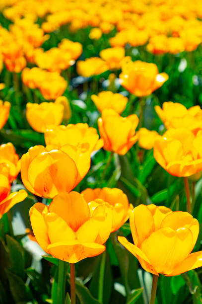 Yellow Tulips growing in a field during a beautiful springtime day in the Noordoostpolder in Flevoland, The Netherlands. Low angle view with a blue sky above the tulip field.