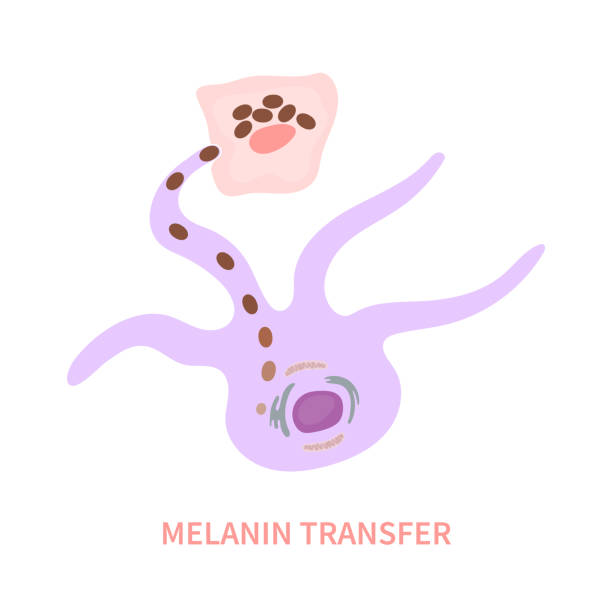 схема пигментации кожи и переноса меланосом - melanocyte stock illustrations