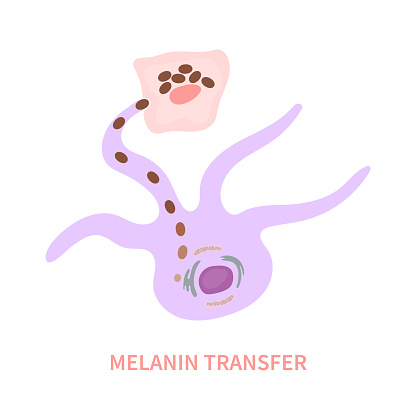 Melanosome transfer to keratinocytes scheme. Melanocyte cell biology and skin pigmentation diagram. Melanin pigment production and distribution process. Vector illustration.