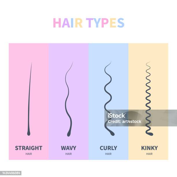 Hair Types Chart Set Of Strands Growth Patterns Stock Illustration -  Download Image Now - Human Hair, Thick, Anatomy - iStock