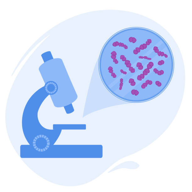 illustrazioni stock, clip art, cartoni animati e icone di tendenza di icona del diagramma medico della cellula dei batteri di streptococcus pneumoniae - colorazione di gram