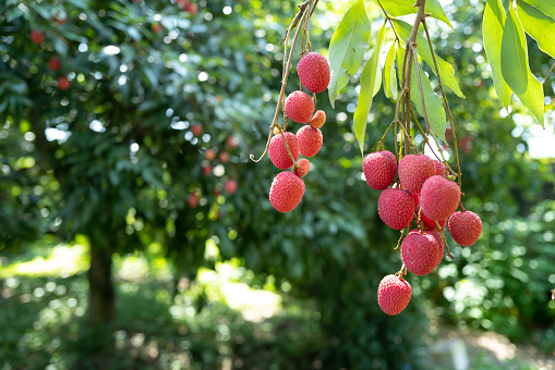 Lychees on a lychee tree in Putian city, Fujian province, China