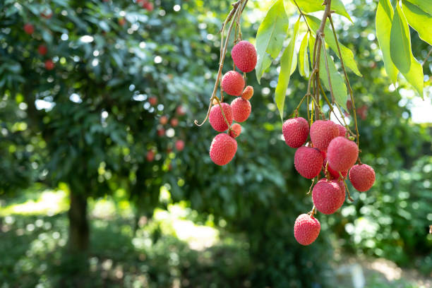 lychee on lychee tree Lychees on a lychee tree in Putian city, Fujian province, China lychee stock pictures, royalty-free photos & images