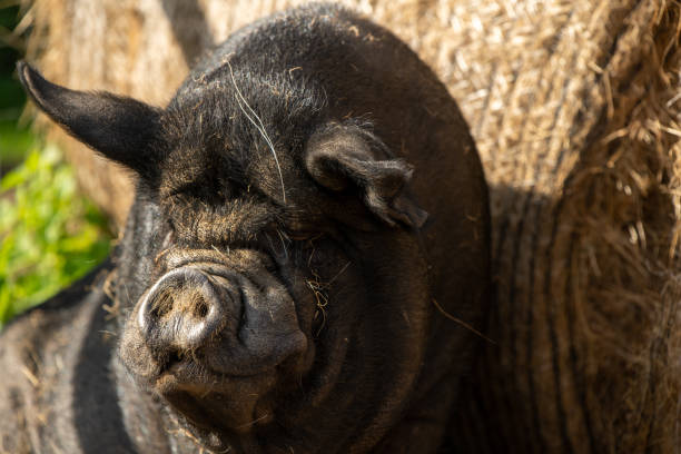 pot-bellied vietnamese pig at a farm. - hangbuikzwijn stockfoto's en -beelden
