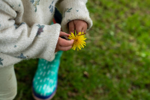 istock Child holding a yellow dandelion. 1434410789