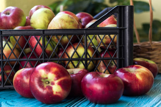 istock Organic red apples in crate 1434410808