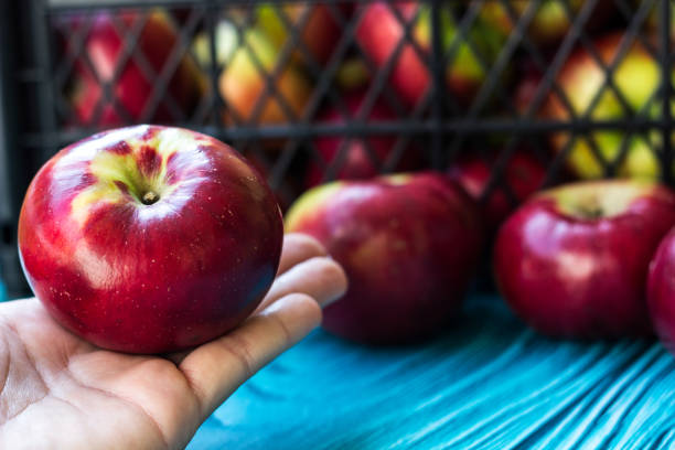 istock Woman holding freshly picked apples 1434410882