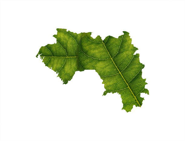 istock Guinea map made of green leaves on soil background ecology concept 1434411496