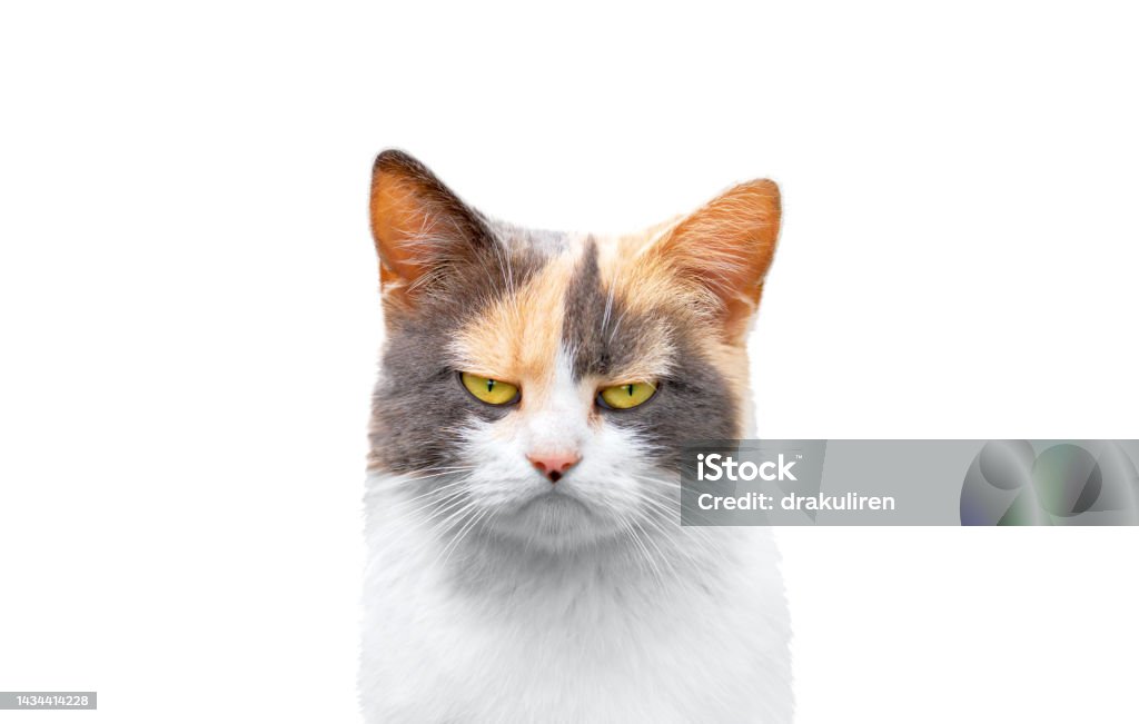 stern sad cat isolated on white background stern sad cat isolated on white background, meme Domestic Cat Stock Photo