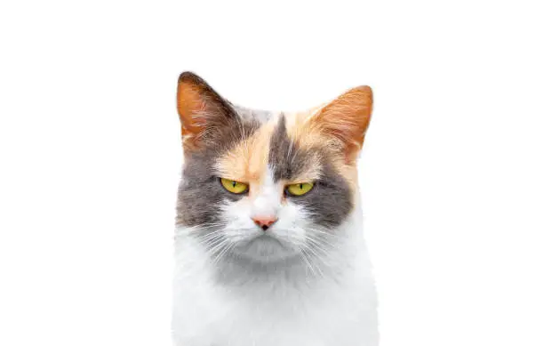 Photo of stern sad cat isolated on white background