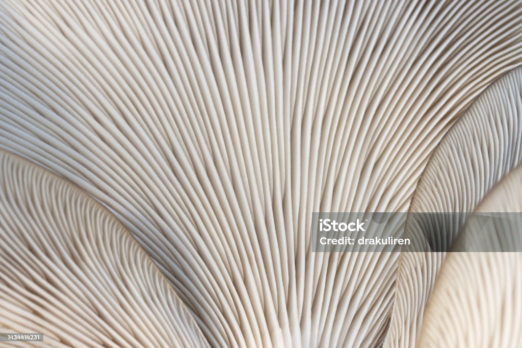 close-up of the lamina of the fungus, oyster mushroom close-up of the lamina of the fungus, oyster mushroom, edible Hypha Stock Photo