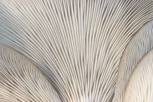 close-up of the lamina of the fungus, oyster mushroom, edible