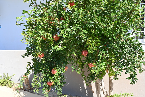 Tree of pomegranates with ripe fruits on a branches with foliage. Seedy fruits are shiny and there is a lot of copy space around it. Behind the tree is house with blue and beige wall.