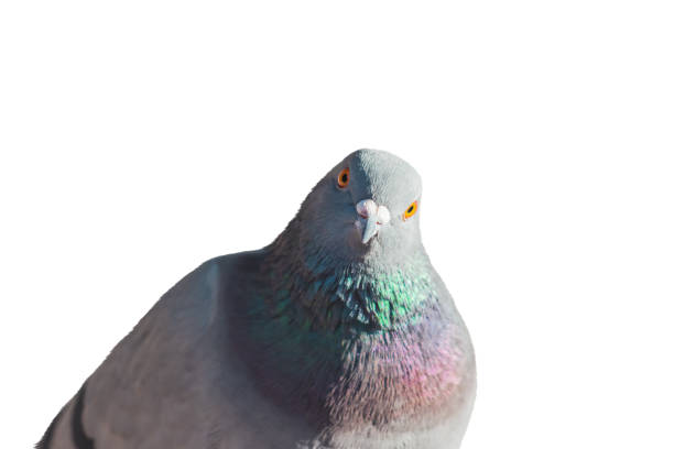 istock pigeon looks into the frame with interest isolated on white 1434414238