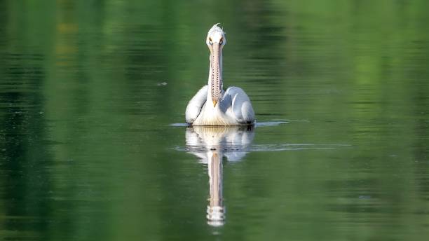 istock spot-billed pelican (Pelecanus philippensis) or gray pelican 1434414756