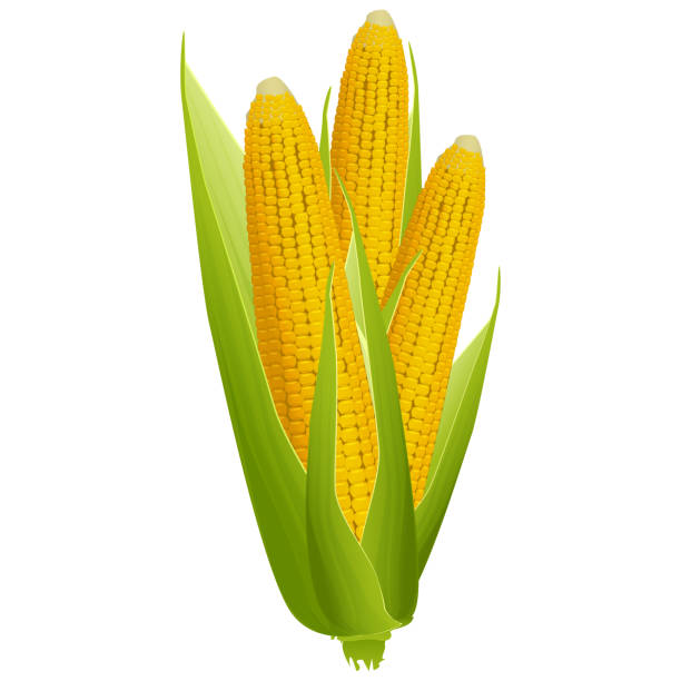 istock Three ripe corn cobs with golden grains and green leaves isolated on white background. Design element. 1434414914