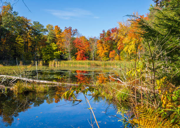 istock Autumn leaves reflected in a pond 1434415177