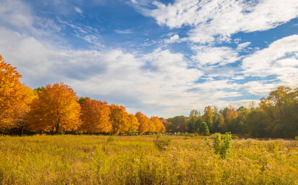 Trees with orange leaves near a meadow