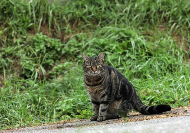Intimate close-up of a tabby cat with striking yellow-green eyes and finely textured fur. The cat’s brown, black, and gray striped coat is sharply defined against a softly blurred background, drawing attention to its focused gaze and delicate whiskers. Ideal for pet photography, emotional storytelling, and visual content emphasizing animal expression and detail.