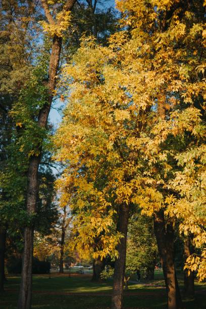 istock Autumn park with trees covered by golden leaves, vertical 1434416910