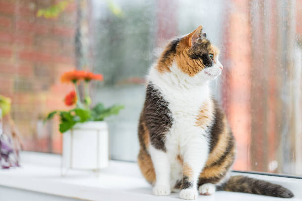 istock Multicolored cat sitting on a windowsill with potted house plants and looking out the window as it rains in the yard. Rainy day at home, wet glass with drops. Seasonal romantic mood. Selective focus 1434417574