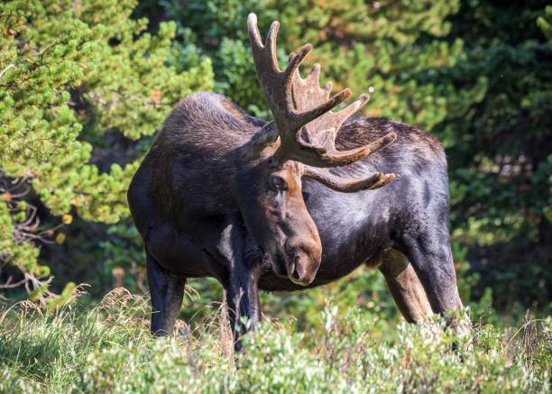 istock Bull Moose in the Colorado Rocky Mountains 1434417713