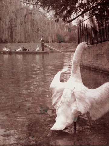 Punting on the River Cam with a swan stretching its wings in the foreground. Cambridge, Cambridgeshire, England, UK.
