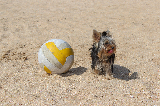 a small dark hairy dog stands next to a big volleyball on the sand and licks
