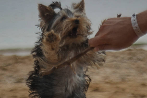 istock little hairy dog wants to bite a stick 1434422707
