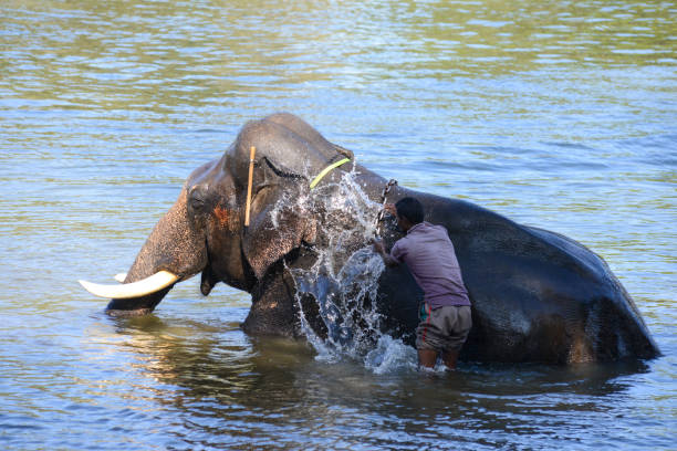 Coorg, India - January 8, 2014 - An Indian elephant getting a bath from his attendant or rider in the river Kaveri in Coorg in south India