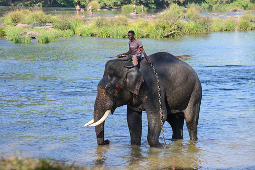 A female Indian (Asian) Elephant, Elephas maximus, walking along the edge of a river in Kaziranga National Park, Assam, India. Some deer are in the background, out of focus.