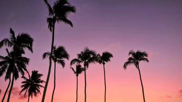 istock Coconut palm trees and sunset sky 1434424584