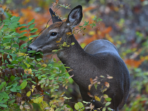 White-tailed deer browsing shrub on forest edge in autumn New England
