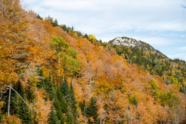 Close up view of trees in autumn on the side of Whiteface Mountain Close up view of trees in autumn on the side of Whiteface Mountain in October whiteface mountain stock pictures, royalty-free photos & images