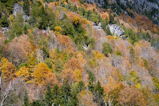 Close up view of trees in autumn on the side of Whiteface Mountain in October