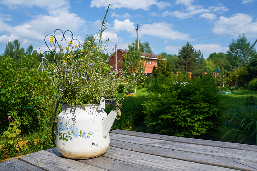 Wildflowers in an old white metal teapot on the wooden table with rustic background in summer