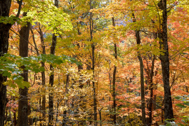istock Fall colors in a forest in the Adirondack Mountains 1434428024