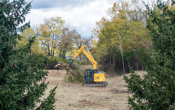 Excavator with Claw Hauling Uprooted Trees Away stock photo