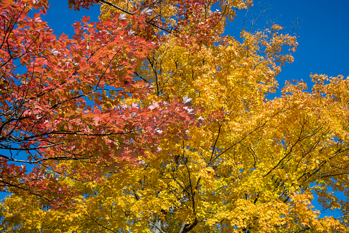 Fall colors yellow and red in a forest in the Adirondack Mountains