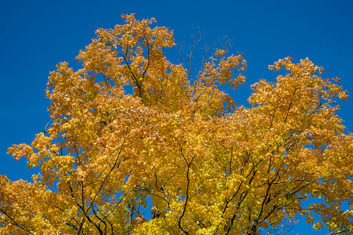 Fall colors yellow in a forest in the Adirondack Mountains and blue sky