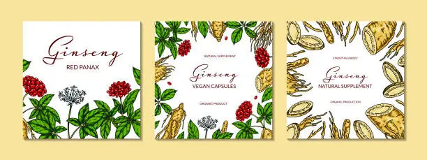 Vector illustration of Set of ginseng colorful square designs. Hand drawn botanical vector illustration in sketch style. Can be used for packaging, label, badge. Herbal medicine background