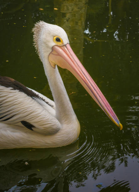 istock pelicans swimming in the artificial pond in the afternoon. 1434431984